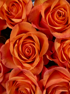 Primer plano de rosas My Store 3 variedad Joy de color naranja intenso, ideales para arreglos florales elegantes.