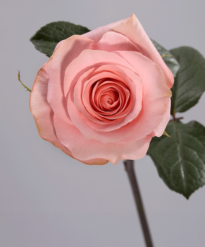 Rosa Be Sweet