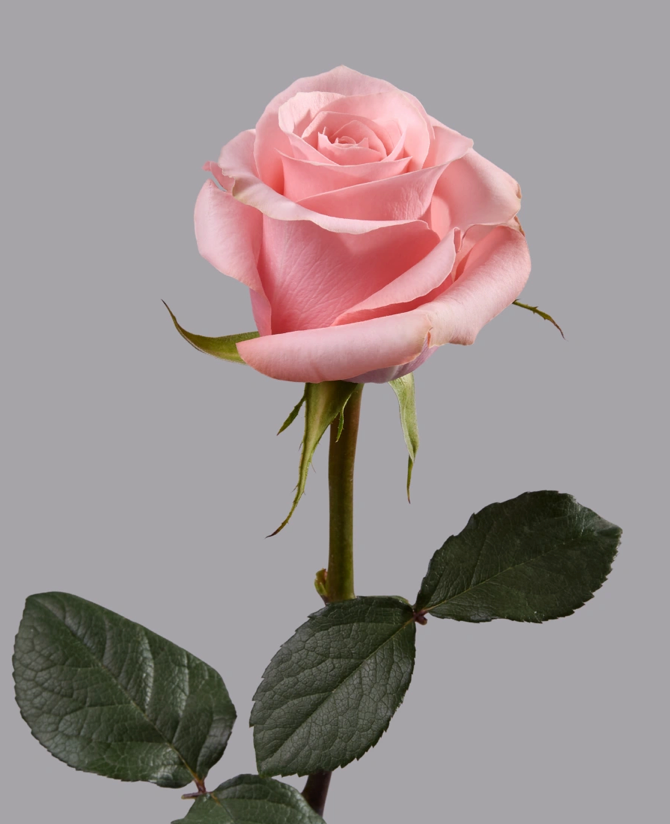 Rosa Be Sweet