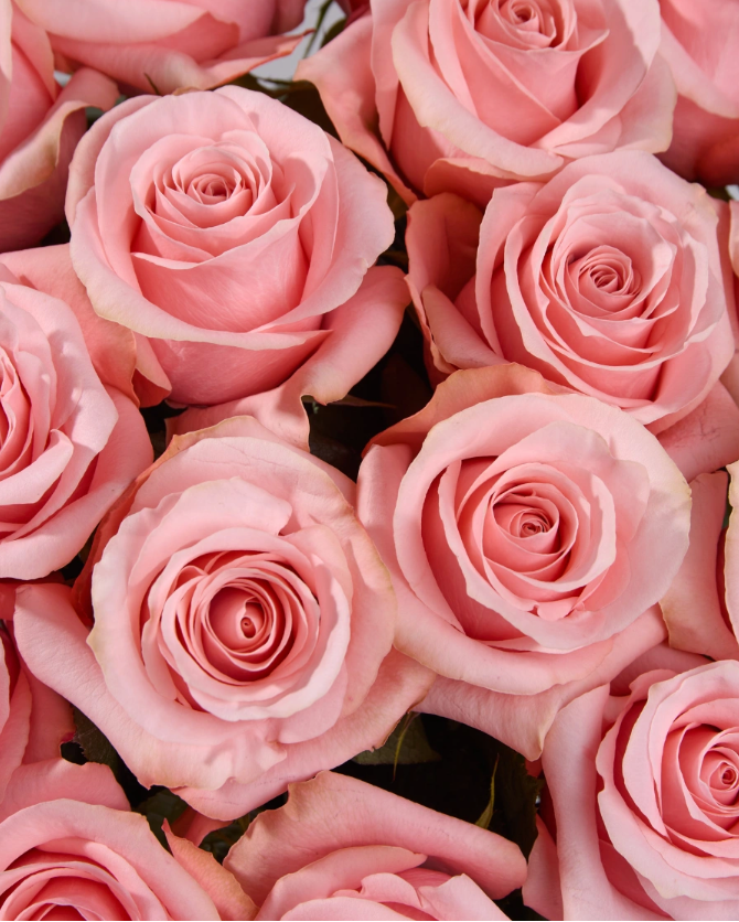 Rosa Be Sweet
