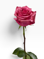 Rosa Lola de My Store 3, una rosa de corte fucsia vibrante con tallo largo y hojas verdes para arreglos florales.