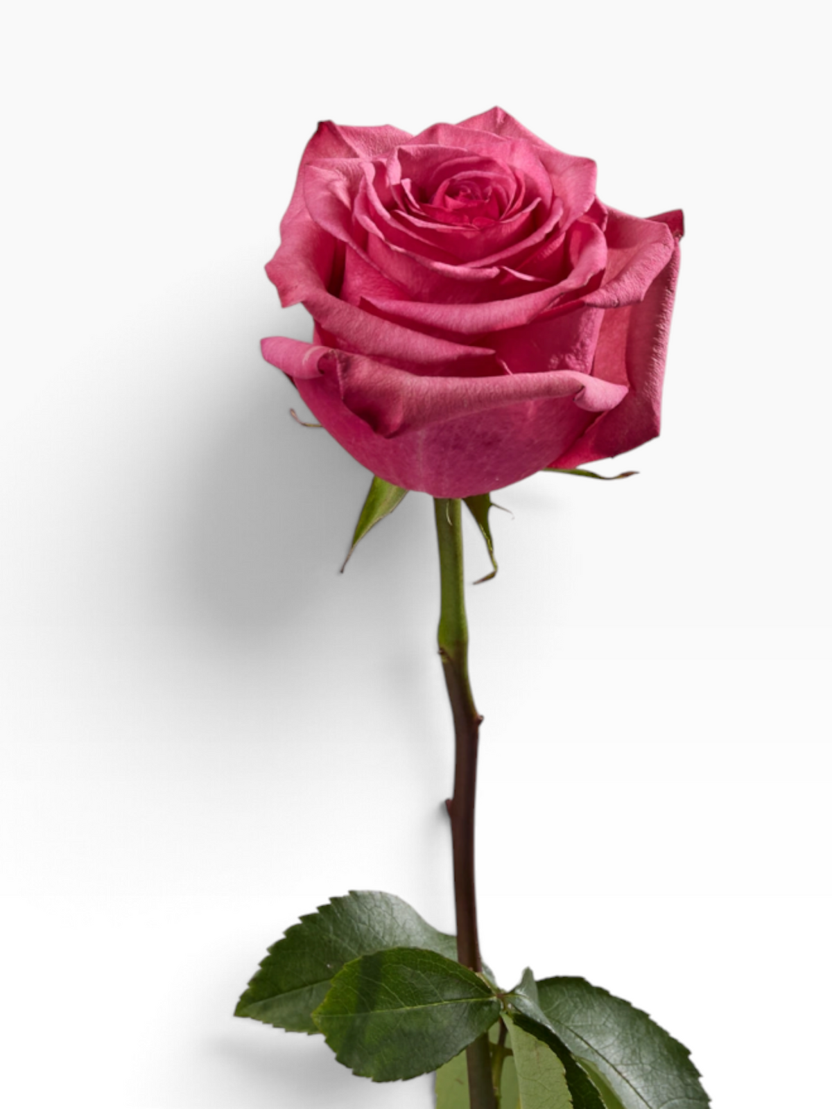 Rosa Lola de My Store 3, una rosa de corte fucsia vibrante con tallo largo y hojas verdes para arreglos florales.