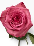 Rosa Lola de My Store 3, una rosa de corte en color fucsia intenso ideal para arreglos florales y ramos.