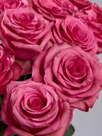 Ramo de rosas fucsia Rosa Lola de My Store 3, flores de corte intensas para arreglos florales y eventos