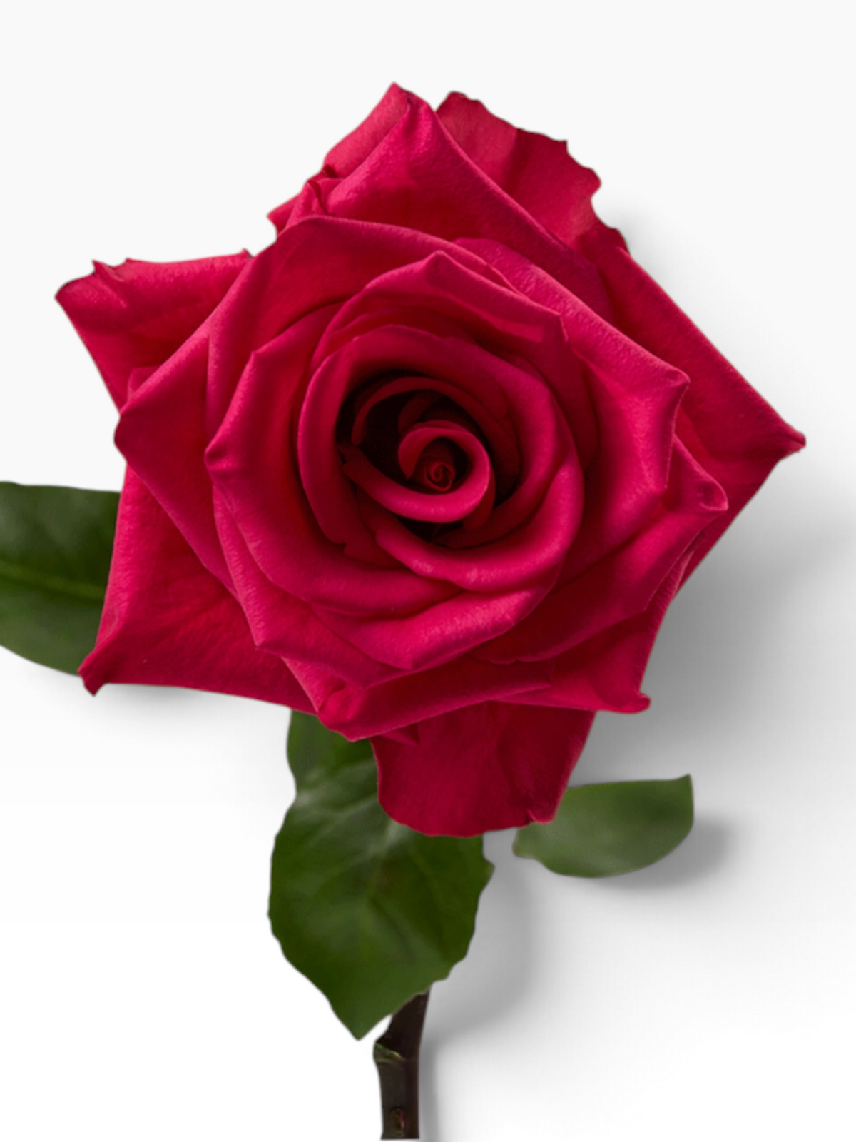 Rosa de corte My Store 3 variedad Hot Explorer en color fucsia intenso con pétalos aterciopelados y hojas verdes