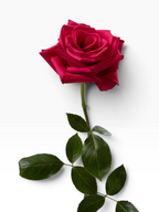 Rosa de corte My Store 3 variedad Hot Explorer en color fucsia intenso con tallo verde y hojas para floristería
