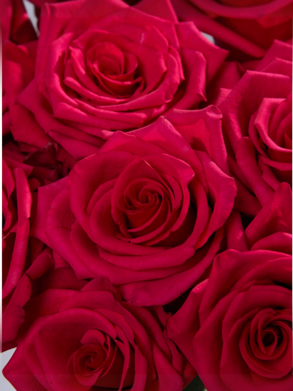 Ramo de rosas fucsia My Store 3 variedad Hot Explorer para arreglos florales profesionales