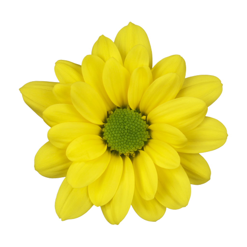 Crisantemo Daisy Dutchmaster Amarillo