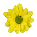 Crisantemo Daisy Dutchmaster Amarillo