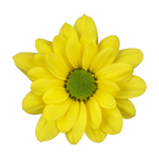 Crisantemo Daisy Dutchmaster Amarillo