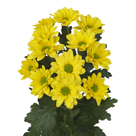 Crisantemo Daisy Dutchmaster Amarillo