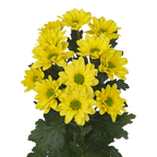 Crisantemo Daisy Dutchmaster Amarillo