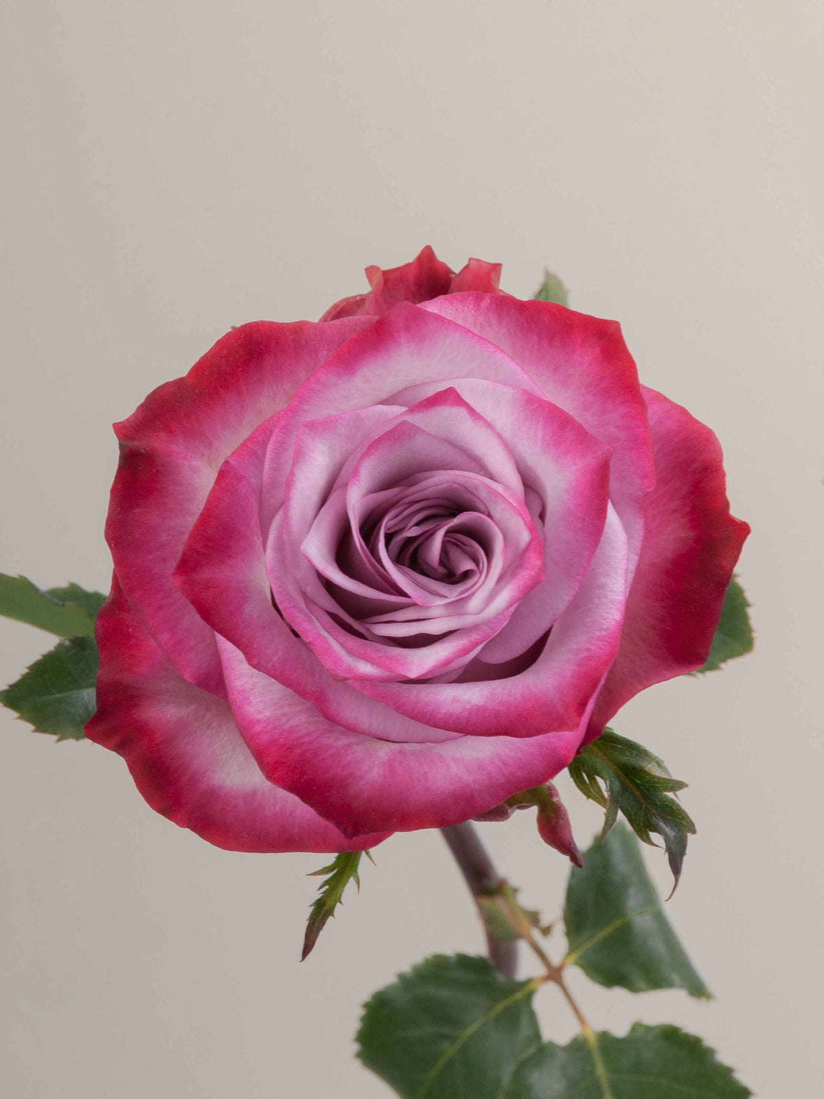 Rosa Deep Purple