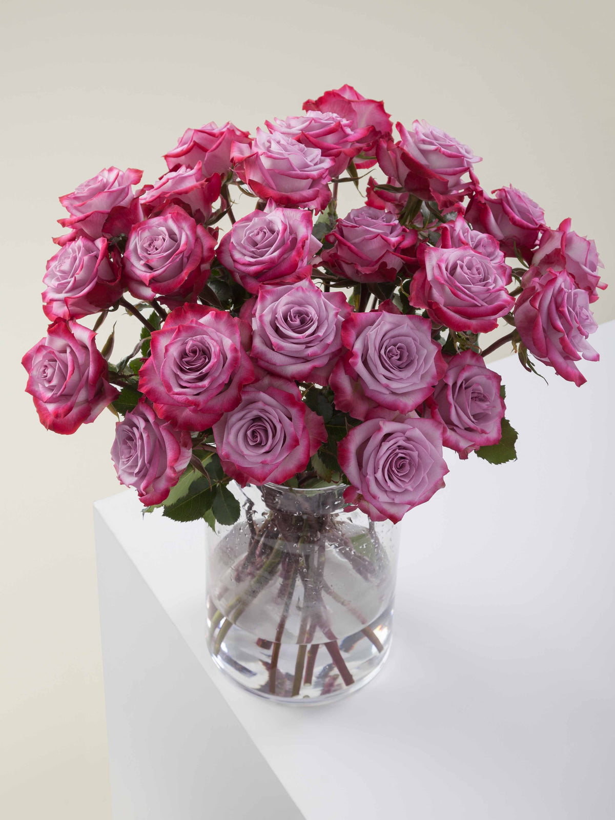 Rosa Deep Purple