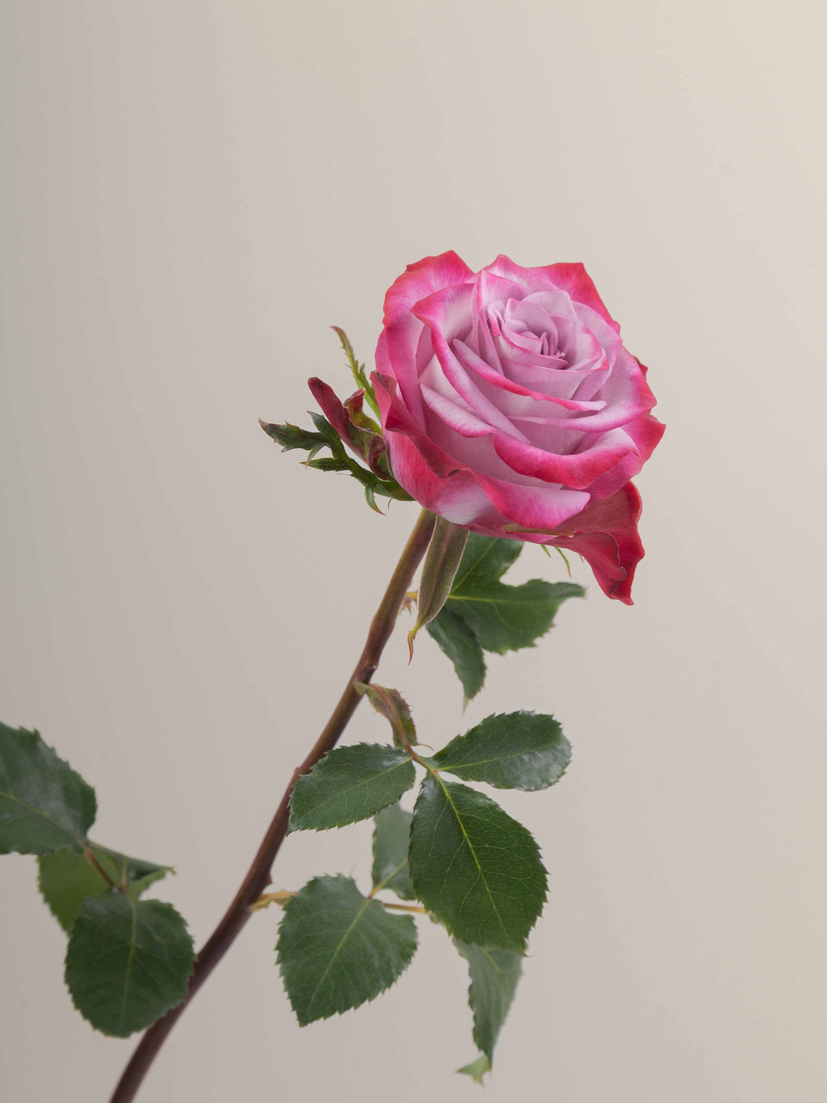 Rosa Deep Purple