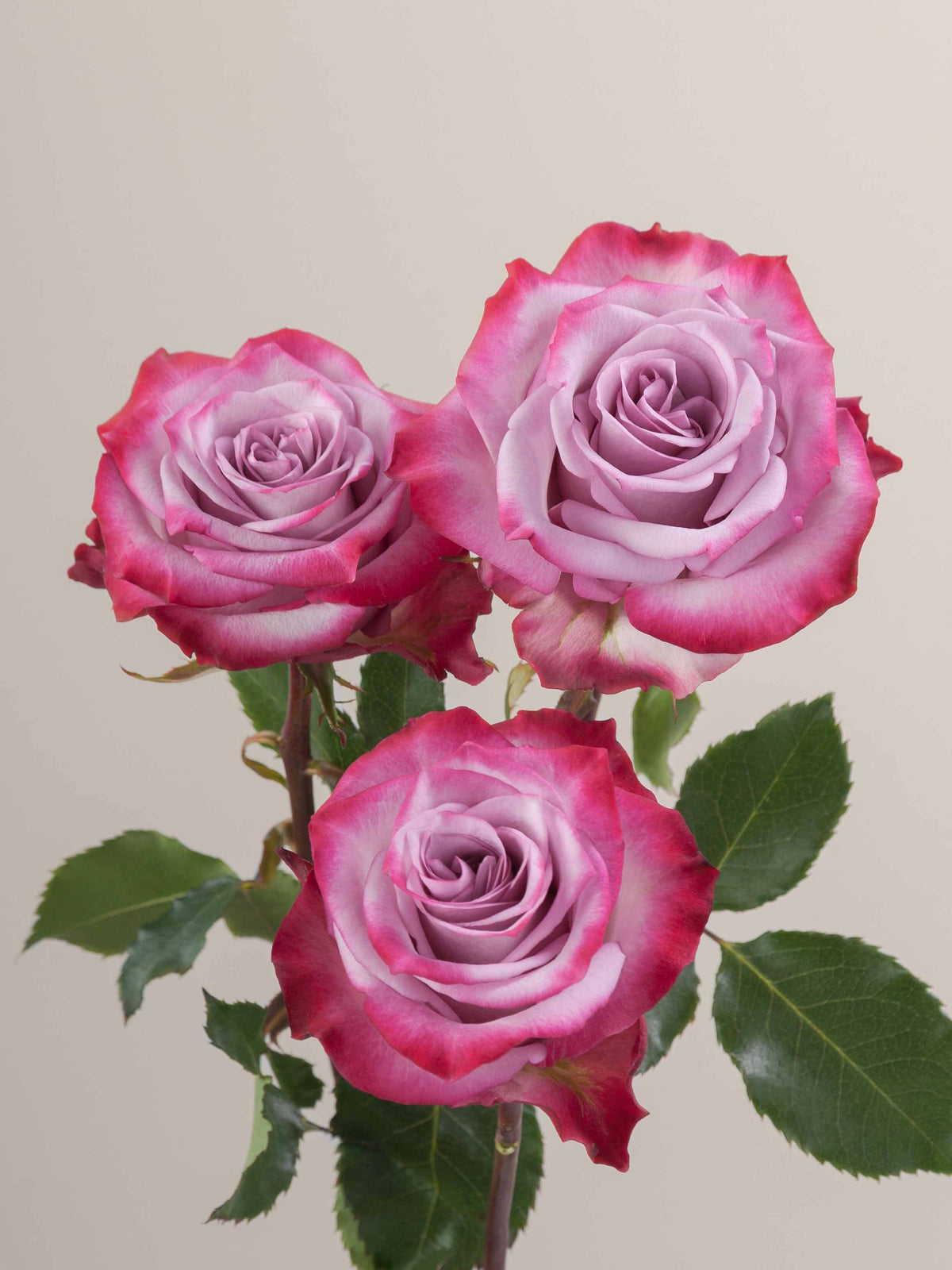 Rosa Deep Purple