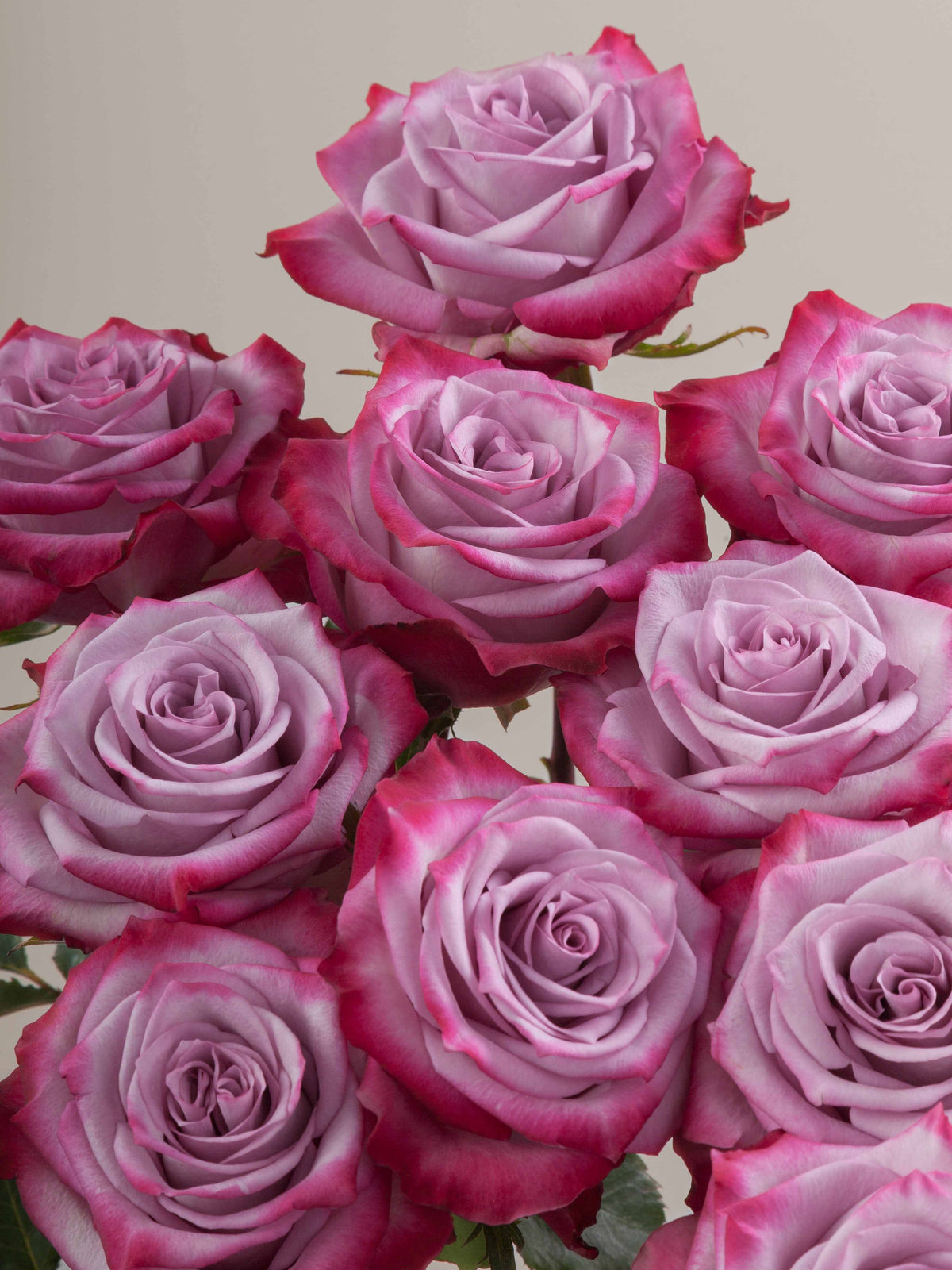 Rosa Deep Purple