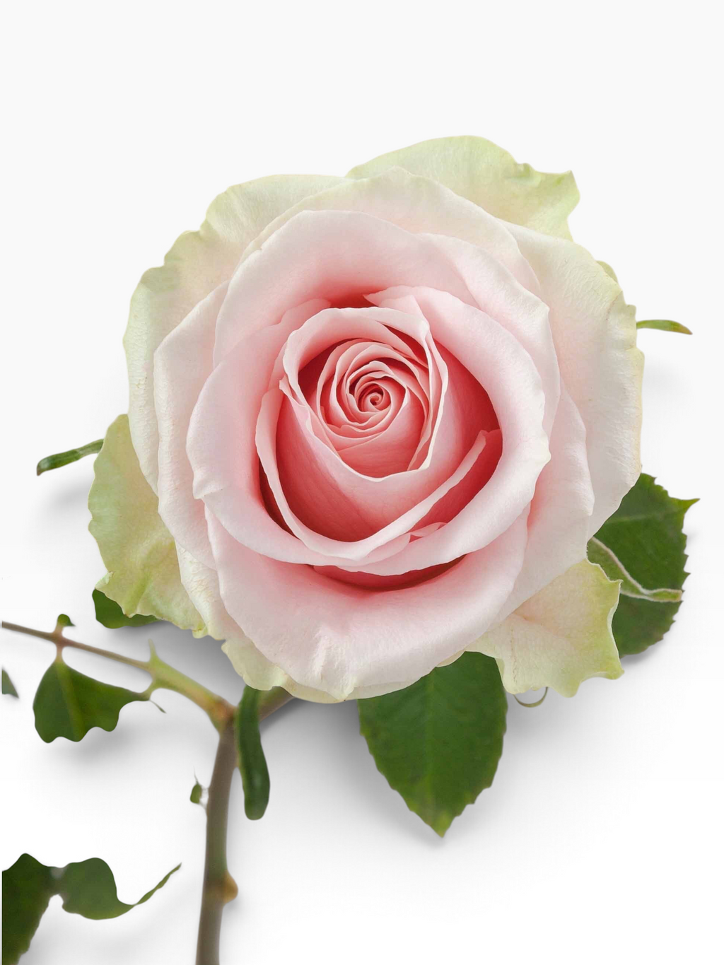 Rosa Frutteto de My Store 3 con pétalos en tonos rosa suave y bordes verdosos, ideal para arreglos florales.