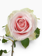 Rosa Frutteto de My Store 3 con pétalos en tonos rosa suave y bordes verdosos, ideal para arreglos florales.