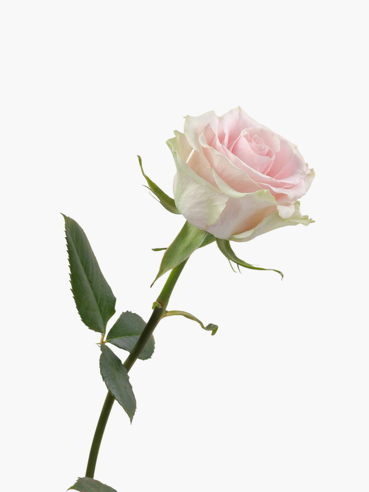 Rosa Frutteto de My Store 3 con pétalos en tonos rosados suaves y tallo verde, ideal para arreglos florales.