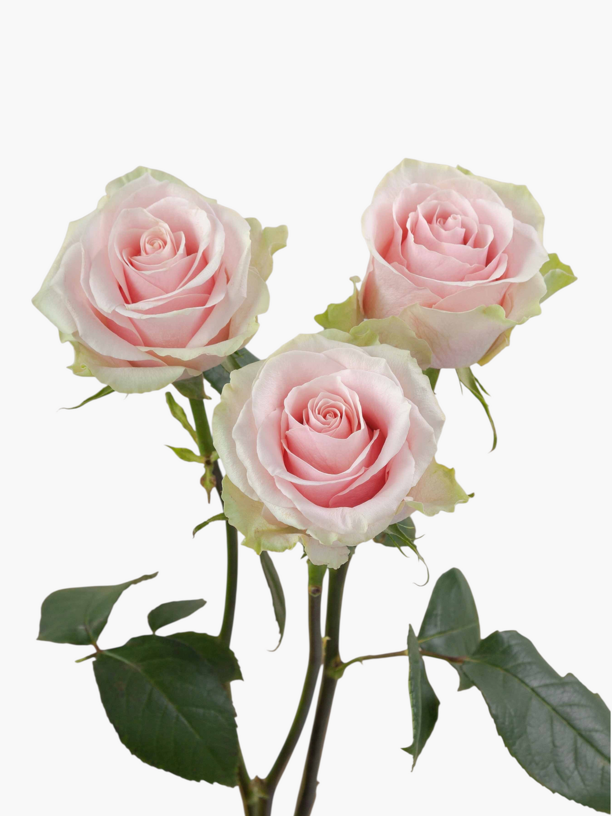 Tres rosas My Store 3 variedad Frutteto en tonos rosados con bordes verdosos, ideales para ramos y decoración floral.