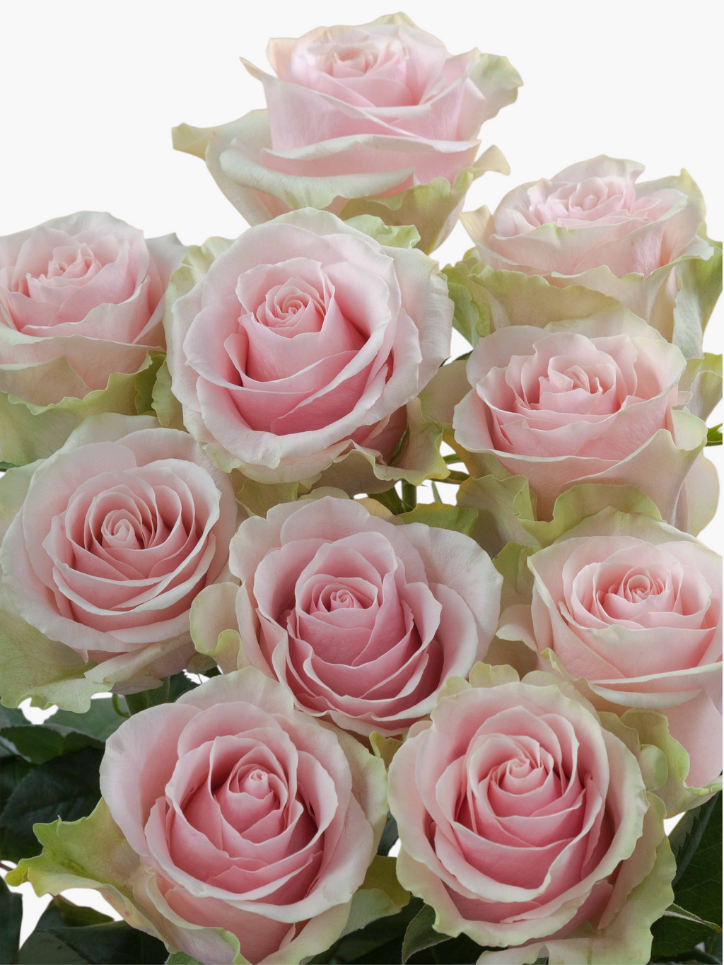 Ramo de rosas My Store 3 variedad Frutteto en tonos rosa suave con bordes verdosos para arreglos florales