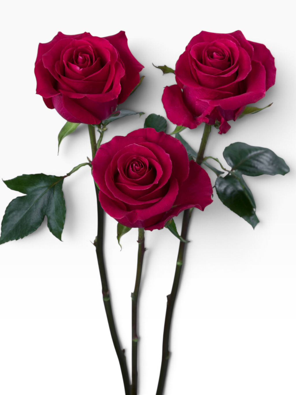 Tres rosas fucsia de la variedad Rosa Gotcha de My Store 3 con tallos verdes sobre fondo neutro.