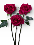 Tres rosas fucsia de la variedad Rosa Gotcha de My Store 3 con tallos verdes sobre fondo neutro.