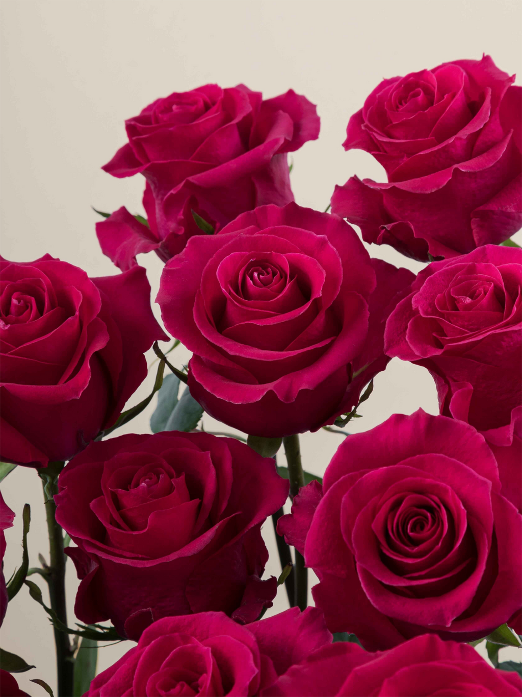 Ramo de rosas fucsia My Store 3 de corte fresco con pétalos aterciopelados para arreglos florales y eventos
