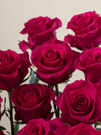 Ramo de rosas fucsia My Store 3 de corte fresco con pétalos aterciopelados para arreglos florales y eventos