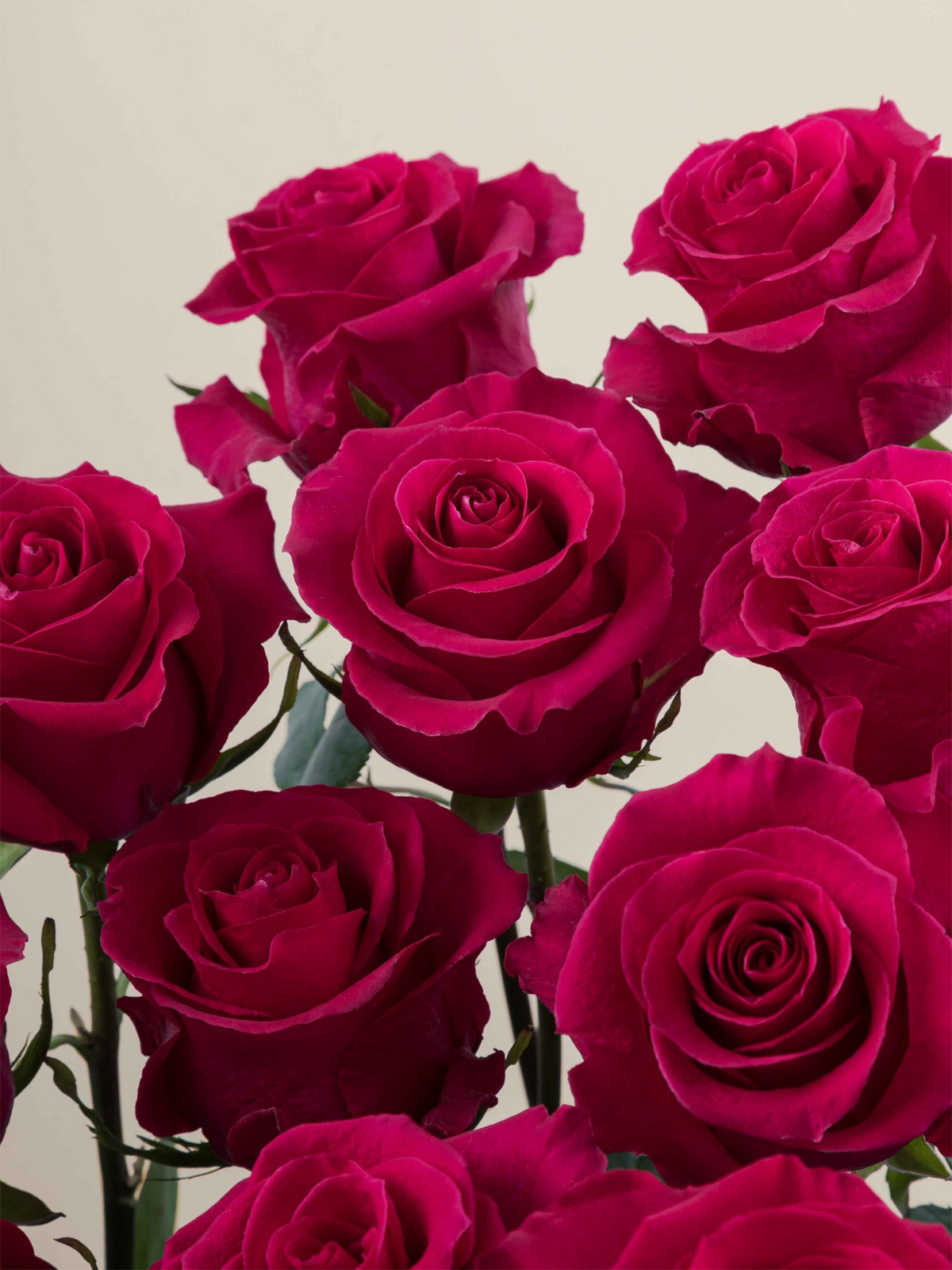 Ramo de rosas fucsia My Store 3 de corte fresco con pétalos aterciopelados para arreglos florales y eventos