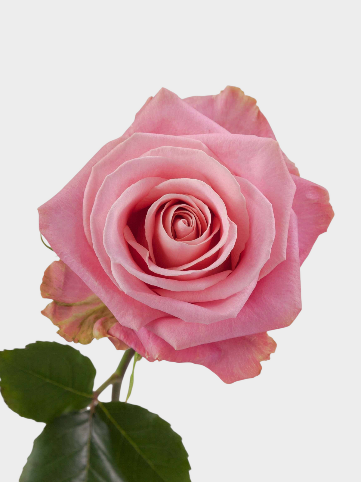 Rosa Hermosa de My Store 3, una rosa de corte en tono rosado suave ideal para arreglos florales y eventos.
