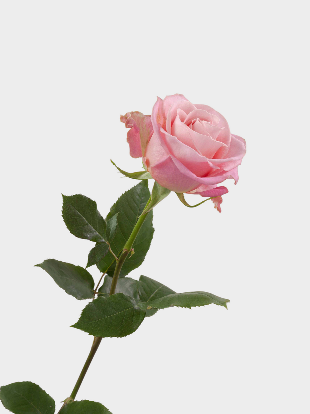 Rosa natural de color rosado con tallo verde y hojas, ideal para arreglos florales de My Store 3
