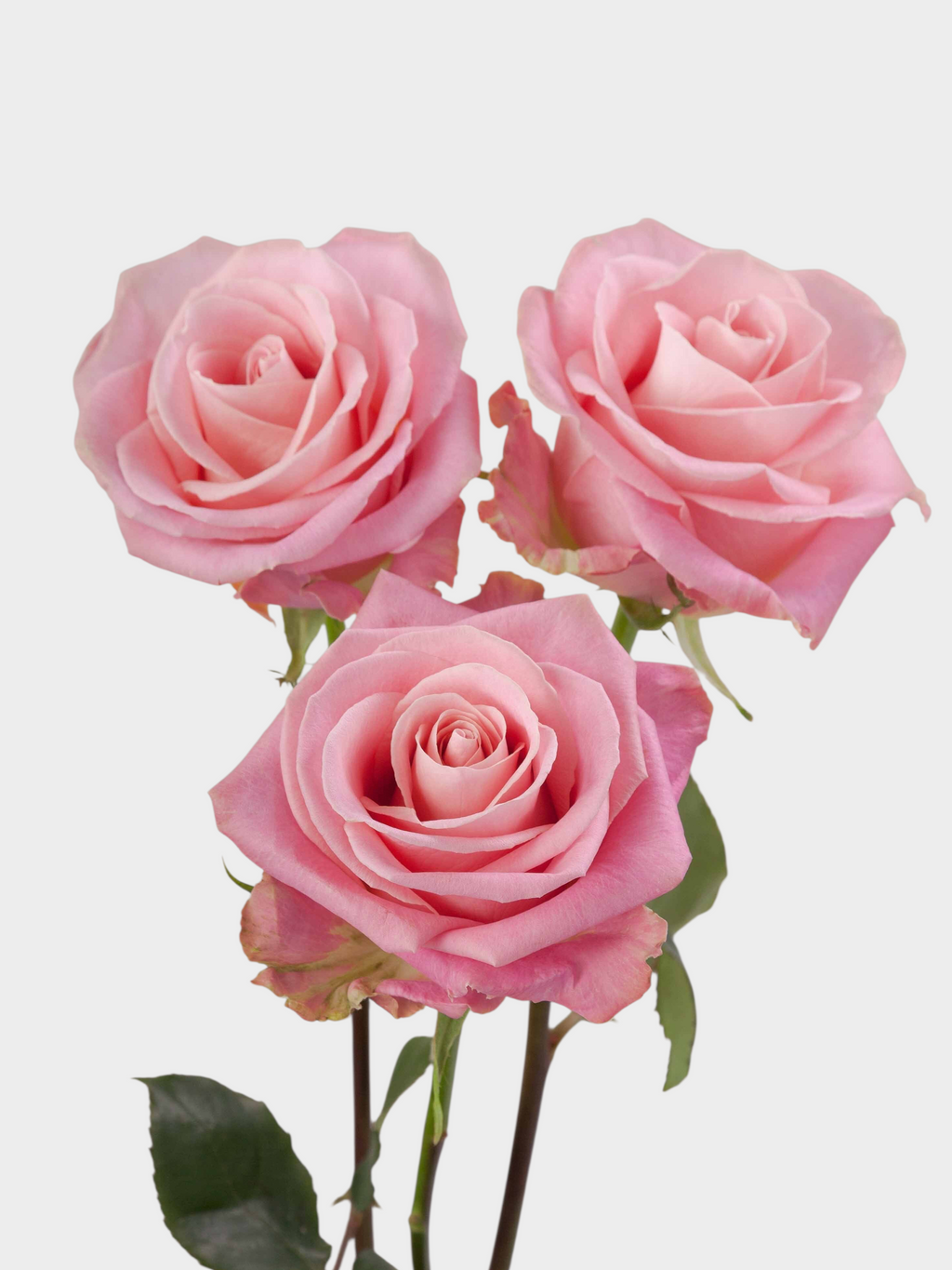 Tres rosas rosadas de My Store 3 con pétalos delicados, ideales para arreglos florales románticos y eventos.