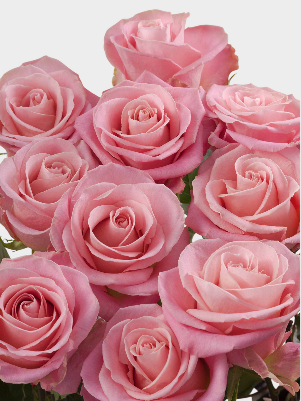 Ramo de rosas rosadas Rosa Hermosa de My Store 3, flores frescas ideales para arreglos románticos y matrimonios.