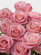 Ramo de rosas rosadas Rosa Hermosa de My Store 3, flores frescas ideales para arreglos románticos y matrimonios.