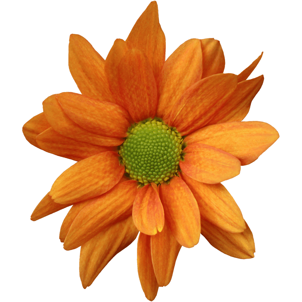 Crisantemo Daisy Kaya
