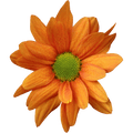 Crisantemo Daisy Kaya