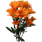 Crisantemo Daisy Kaya