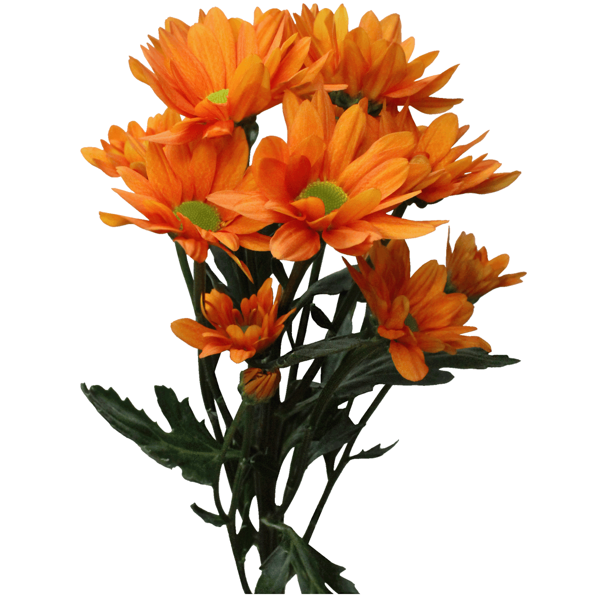 Crisantemo Daisy Kaya