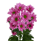 Crisantemo Daisy Kintaro Pink