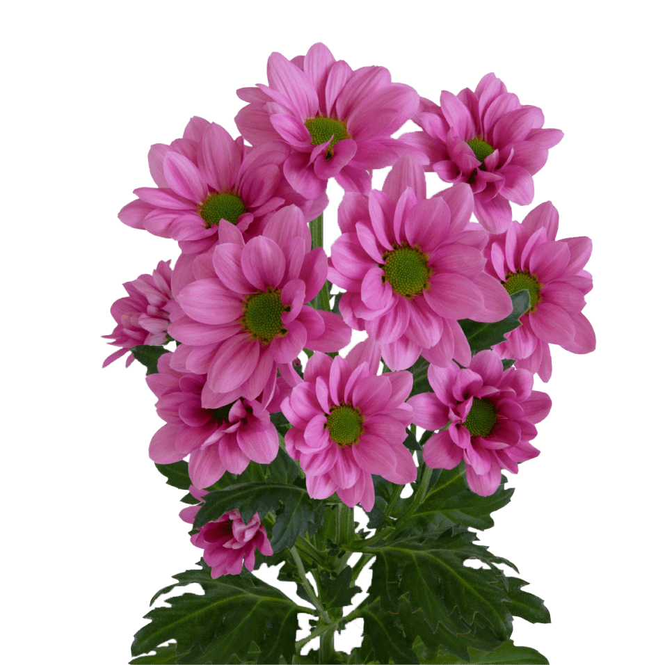 Crisantemo Daisy Kintaro Pink