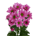 Crisantemo Daisy Memphis Purple