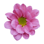 Crisantemo Daisy Kintaro Pink
