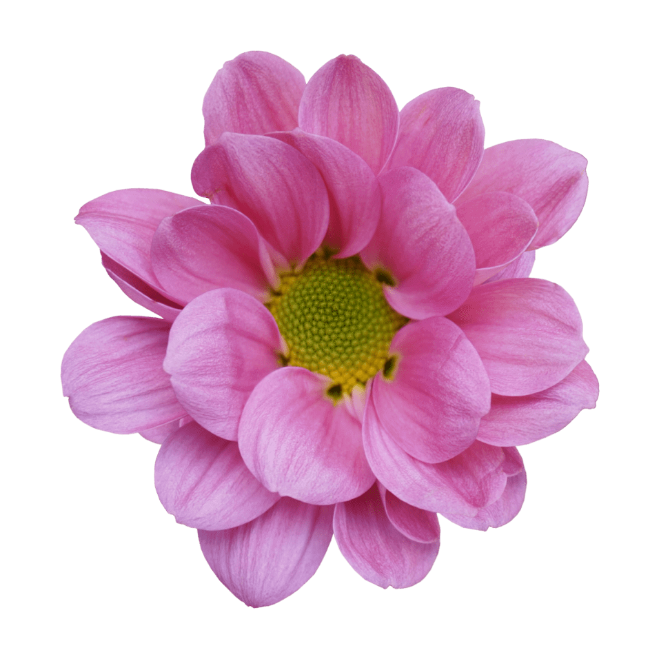 Crisantemo Daisy Kintaro Pink