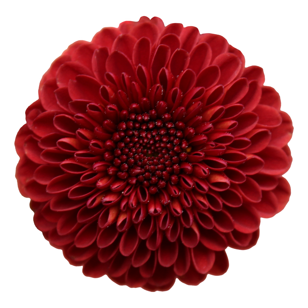 Crisantemo Santini Lexy Red