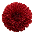 Crisantemo Santini Lexy Red