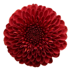 Crisantemo Santini Lexy Red