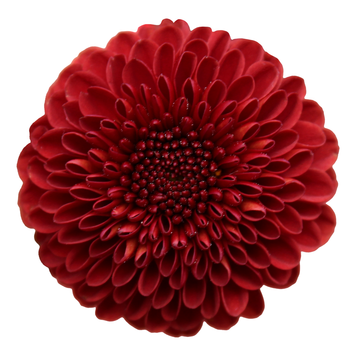 Crisantemo Santini Lexy Red