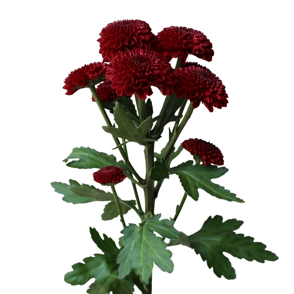 Crisantemo Santini Lexy Red